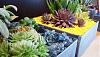     
: succulent-garden-in-home-and-outdoor3-5.jpg
: 735
:	71.7 
ID:	16134